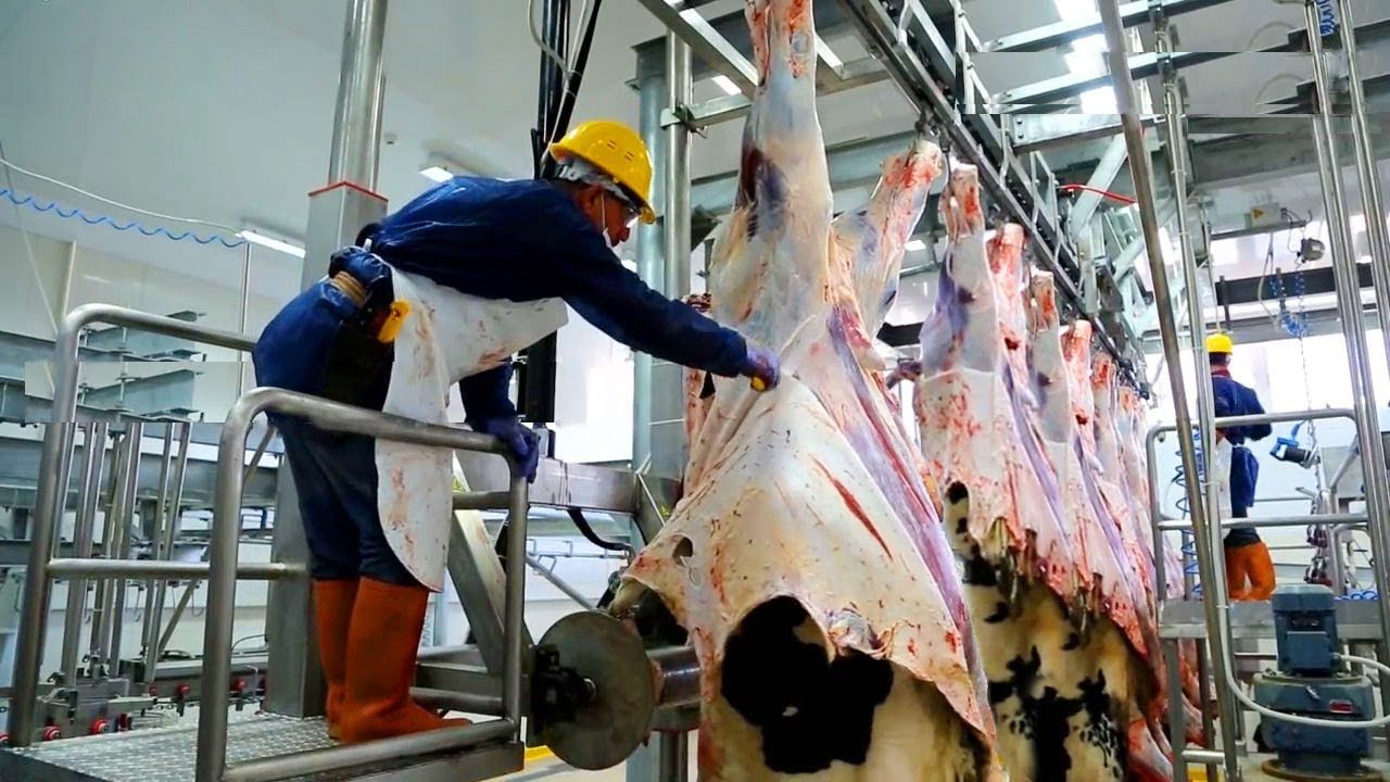 (ویدئو) فرایند پرورش گاو در گاوداری؛ برش زدن مدرن و بسته بندی گاوهای غول پیکر در کارخانه