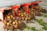 (ویدئو) یک روش درخشان برای کشت سیب زمینی در صندلی و برداشت 10 کیلو در خانه