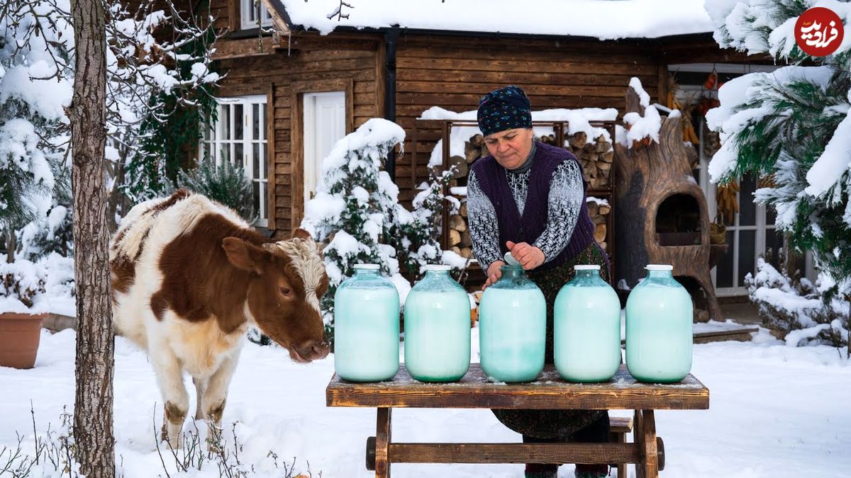 (ویدئو) فرآیند درست کردن پنیر فتا با 10 کیلو شیر گاو توسط بانوی روستایی آذربایجانی