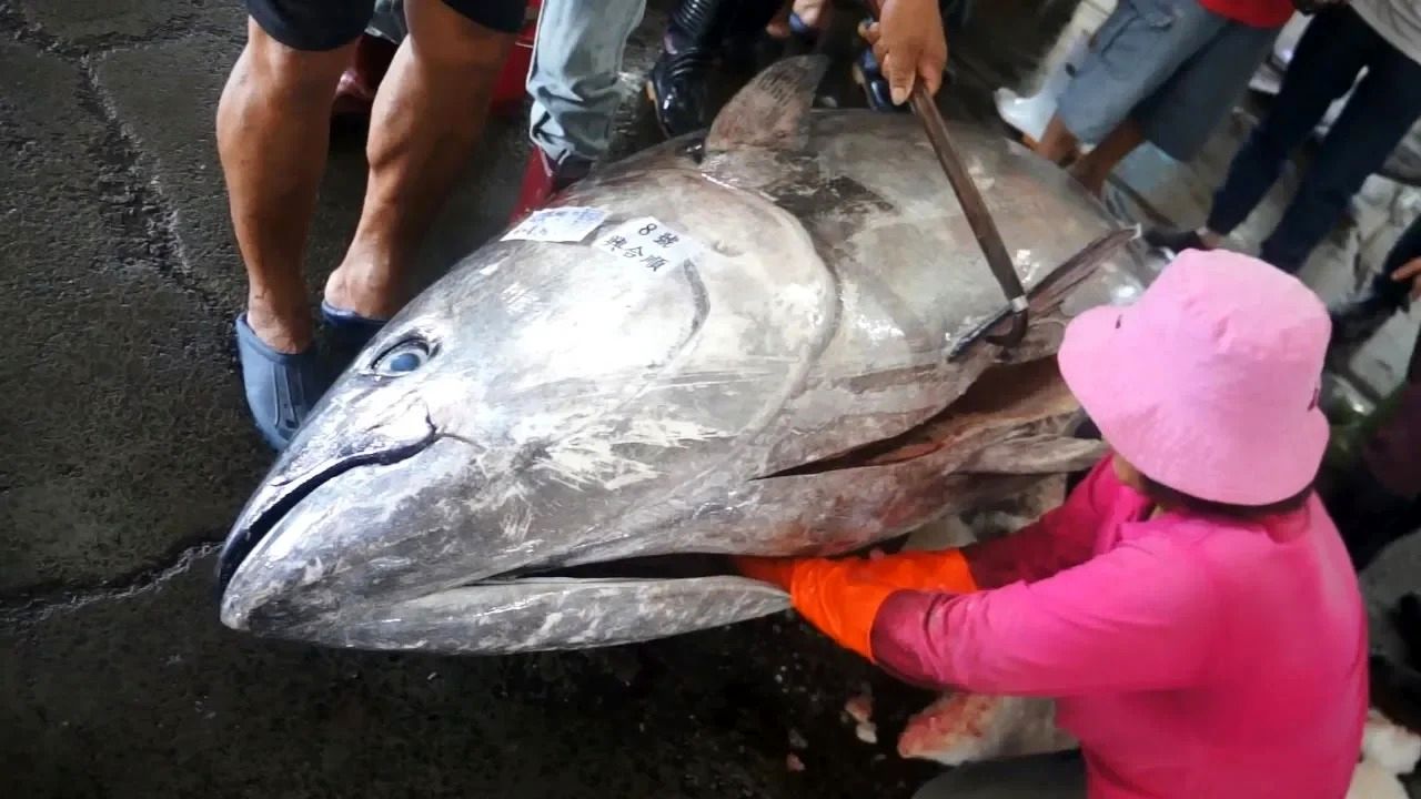 (ویدئو) ببینید چگونه یک ماهی تن غول پیکر 400 کیلویی ماهرانه تکه تکه می شود!