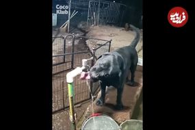 (ویدئو) مهارت باورنکردنی این سگ خانگی در باز و بسته کردن شیر برای نوشیدن آب