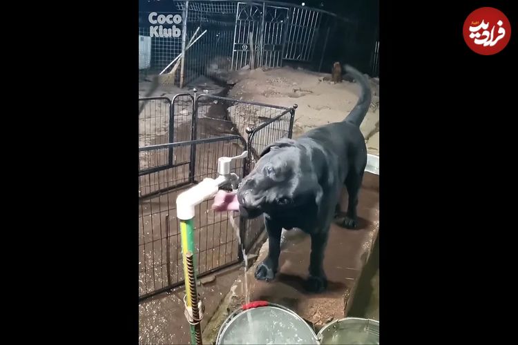 (ویدئو) مهارت باورنکردنی این سگ خانگی در باز و بسته کردن شیر برای نوشیدن آب