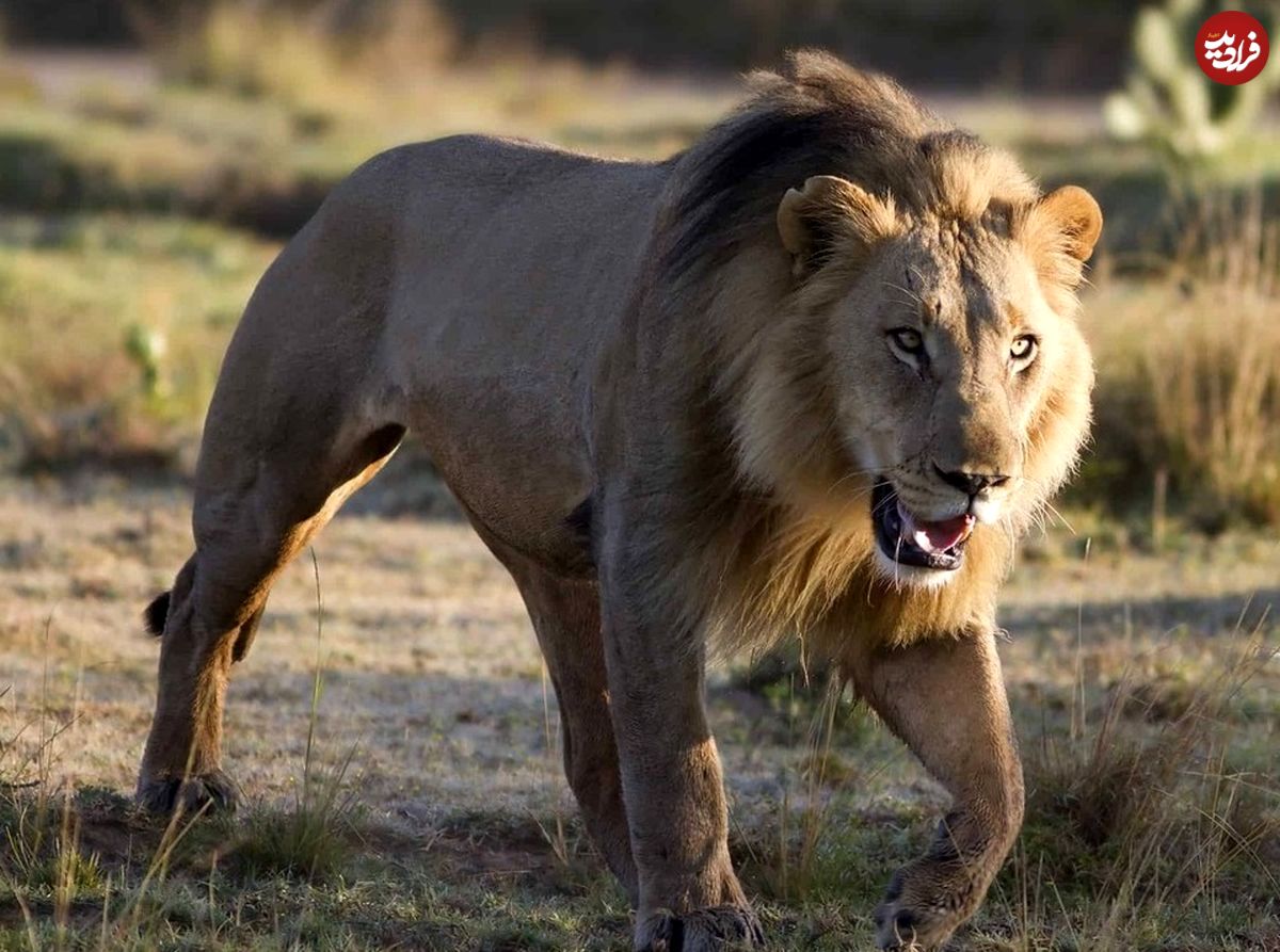 (ویدئو) واکنش خنده‌دار یک شیر بعد از شکار زرافه 