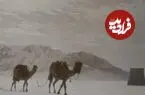 عکس| سفر زمان؛ عبور کاروان شترها از یک صحرای برفی؛ حدود 110 سال قبل