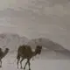 عکس| سفر زمان؛ عبور کاروان شترها از یک صحرای برفی؛ حدود 110 سال قبل