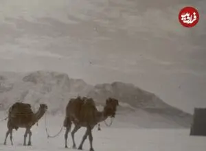 عکس| سفر زمان؛ عبور کاروان شترها از یک صحرای برفی؛ حدود 110 سال قبل