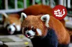 ببینید| پس از یک دهه وقفه؛ پانداهای قرمز چین به تایوان رسیدند