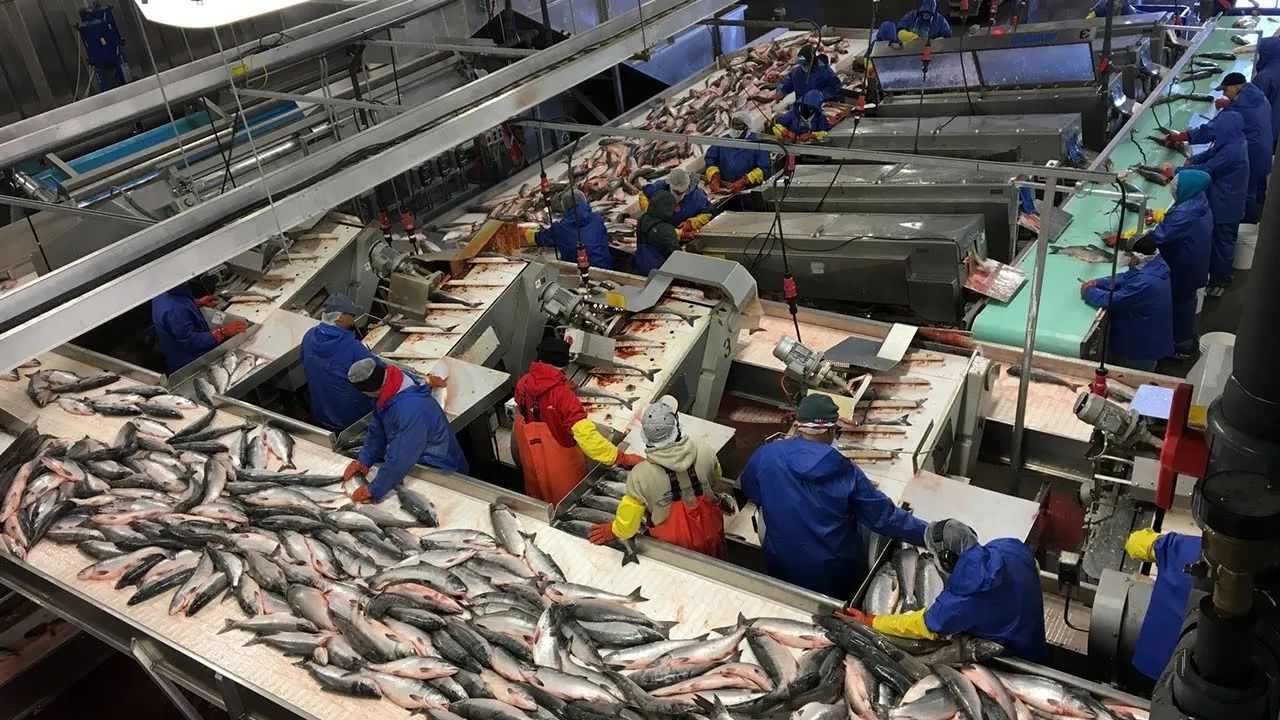 (ویدئو) برش و بسته بندی ماهی در کارخانه؛ پس از تماشای این فرآیند عاشق خوردن ماهی می شوید!