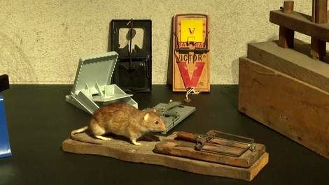 ( ویدیو) نمایشگاه موش‌ها در بلژیک 