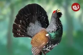 ببینید| 10 گونه از زیباترین و شگفت انگیزترین باقرقره های سراسر جهان