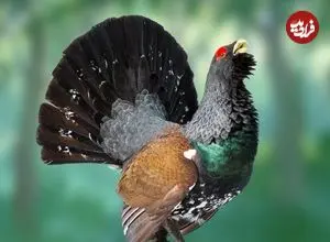 ببینید| 10 گونه از زیباترین و شگفت انگیزترین باقرقره های سراسر جهان