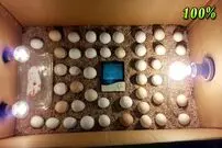 (ویدئو) نحوه ساخت یک دستگاه جوجه کشی کوچک با لامپ و یک کارتن کاغذی