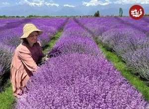 ببینید| غذای روستایی در آذربایجان؛ برداشت اسطوخودوس از مزرعه ای زیبا و تهیه شربت با آن 