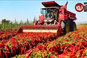 ببینید| چگونه چینی ها با ماشین آلات مدرن هزاران تن فلفل را برداشت می کنند؟