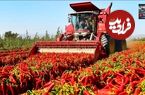 ببینید| چگونه چینی ها با ماشین آلات مدرن هزاران تن فلفل را برداشت می کنند؟