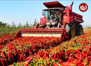 ببینید| چگونه چینی ها با ماشین آلات مدرن هزاران تن فلفل را برداشت می کنند؟