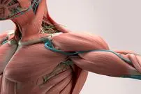 تفاوت ساختار عضلانی انسان با حیوانات؛ چرا ما قوی ترین نیستیم؟ + اینفوگرافیک
