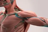تفاوت ساختار عضلانی انسان با حیوانات؛ چرا ما قوی ترین نیستیم؟ + اینفوگرافیک