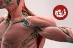 تفاوت ساختار عضلانی انسان با حیوانات؛ چرا ما قوی ترین نیستیم؟ + اینفوگرافیک