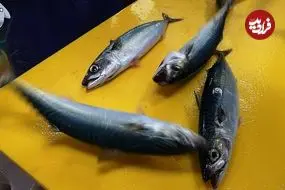 ببینید| غذای خیابانی در کره؛ برش ماهرانه و تهیه ساشیمی با ماهی ماکرل در سئول