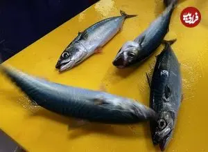 ببینید| غذای خیابانی در کره؛ برش ماهرانه و تهیه ساشیمی با ماهی ماکرل در سئول