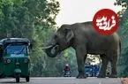 ببینید| بلایی که فیل خشمگین بر سر یک خودرو آورد