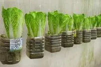 (ویدئو) کاهو نخرید، خودتان مثل آب خوردن در پشت بام بکارید و برداشت کنید