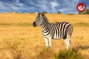 چرا سوار «گورخرها» نمی‌شویم؟ 