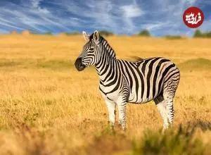 چرا سوار «گورخرها» نمی‌شویم؟ 