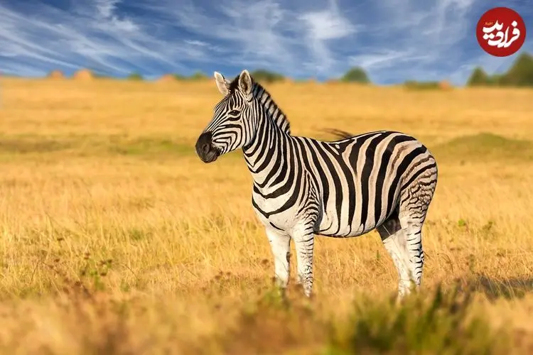 چرا سوار «گورخرها» نمی‌شویم؟ 