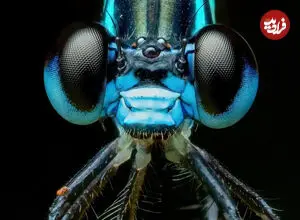 عکس| سنجاقک باریک‌بال اکوادور؛ زیبایی های یک ثبت ماکرو