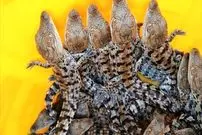 ثبت تولد۷۰ نوزاد گاندو برای اولین‌بار در ایران