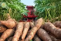 ببینید| چگونه کشاورزان در آمریکای جنوبی صدها تن کاساوا را برداشت می کنند؟