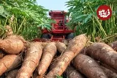 ببینید| چگونه کشاورزان در آمریکای جنوبی صدها تن کاساوا را برداشت می کنند؟