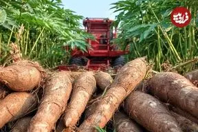 ببینید| چگونه کشاورزان در آمریکای جنوبی صدها تن کاساوا را برداشت می کنند؟