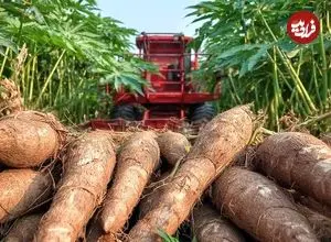 ببینید| چگونه کشاورزان در آمریکای جنوبی صدها تن کاساوا را برداشت می کنند؟