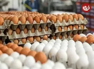 قیمت واقعی هر شانه تخم‌مرغ اعلام شد