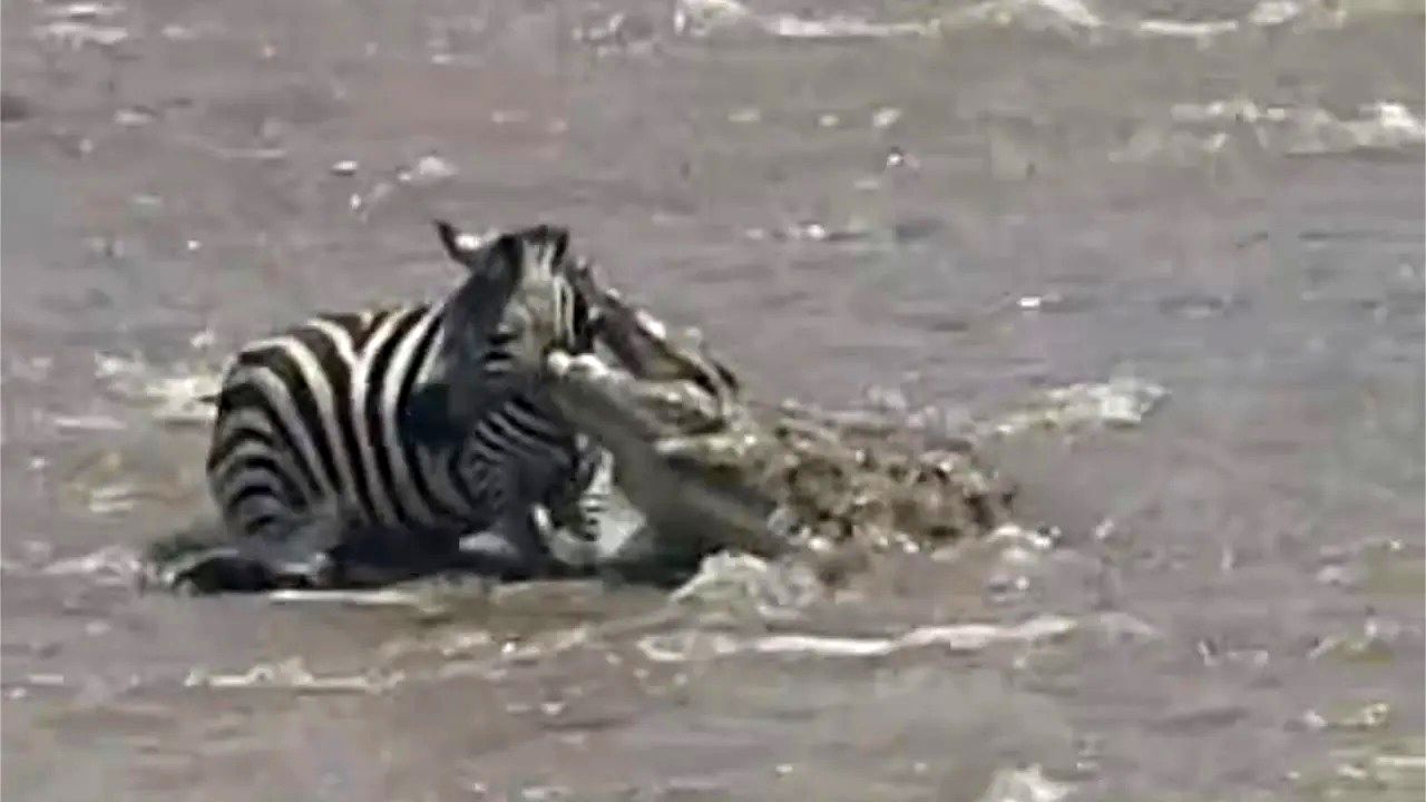 (ویدئو) گورخر بدشانس هنگام عبور از رودخانه خوراک تمساح گرسنه شد!