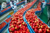 ببینید| چگونه آمریکایی ها صدها تن توت فرنگی را برداشت و فرآوری می کنند؟