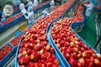 ببینید| چگونه آمریکایی ها صدها تن توت فرنگی را برداشت و فرآوری می کنند؟