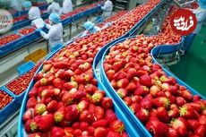 ببینید| چگونه آمریکایی ها صدها تن توت فرنگی را برداشت و فرآوری می کنند؟