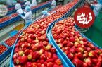 ببینید| چگونه آمریکایی ها صدها تن توت فرنگی را برداشت و فرآوری می کنند؟