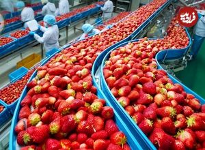 ببینید| چگونه آمریکایی ها صدها تن توت فرنگی را برداشت و فرآوری می کنند؟