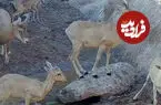 ببینید| تصاویر کم‌سابقه از قوچ و میش‌های بستان در خوزستان