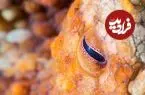 اختاپوس‌ها با کمک آینه جای طعمه‌ای را پیدا کردند که نمی‌دیدند