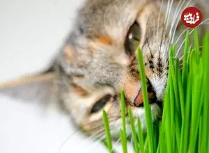 چرا گاهی گربه‌ها «علف» می‌خورند؟