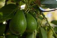 چگونه درخت «آووکادو» را در خانه پرورش دهیم؟