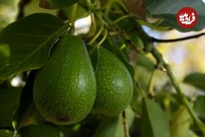 چگونه درخت «آووکادو» را در خانه پرورش دهیم؟