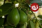 چگونه درخت «آووکادو» را در خانه پرورش دهیم؟