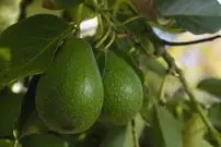چگونه درخت «آووکادو» را در خانه پرورش دهیم؟